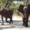 Elefanten auf der Strasse