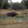 Büffelbulle im Moremi National Park.
