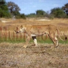 Löwin im Moremi National Park