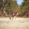 Giraffe im Moremi National Park