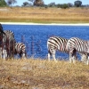Zebras am Fluss