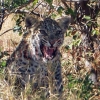 Junger Leopard 