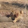 Löwin im Savuti am Elefantenkadaver