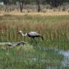 Klunkerkranich im Okavango Delta 