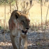Löwin im Okawango Delta 