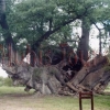 ,,Der hohle Baum" östlich von Tsumkwe