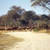 Rappenantilopen im Mahango National Park