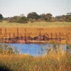 Bwabwata Nationalpark -Nilpferde im Kwando 