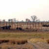 Khaudom Nationalpark - Elefanten und Pferdeantilopen im Khaudom Nationalpark