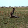Hyäne an einem frisch gerissenen Gnu 