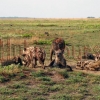 Hyänen vor ihrem Bau