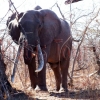 Elefantenbulle im Matusadonna Nationalpark