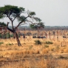 Khaudom Nationalpark - Elefanten auf dem Weg zum Wasserloch 