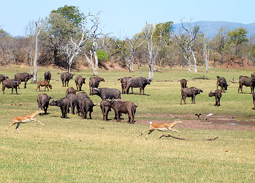 Matusadona National Park
