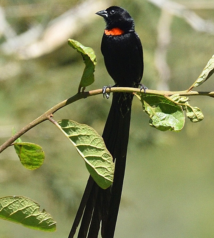 Schildweber, die Eastern Highlands sind beliebt für Vogelkundige