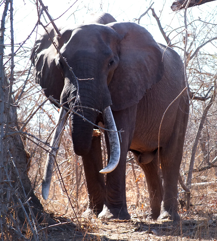 Riesenelefant mit Stoßzähnen, Matusadona National Park